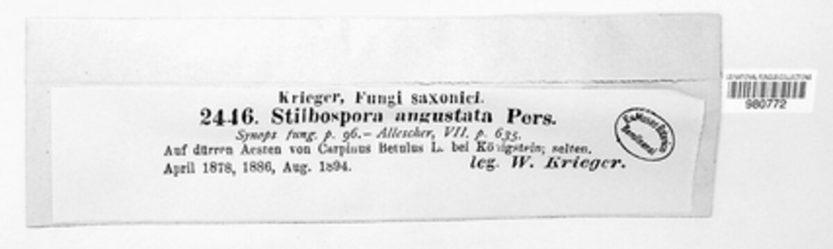 Stilbospora image
